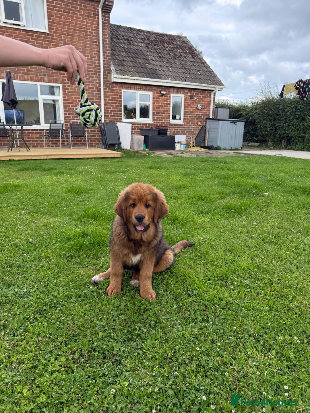 Tibetan Mastiff dogs for sale: Tibetan mastiff  - Advert 5