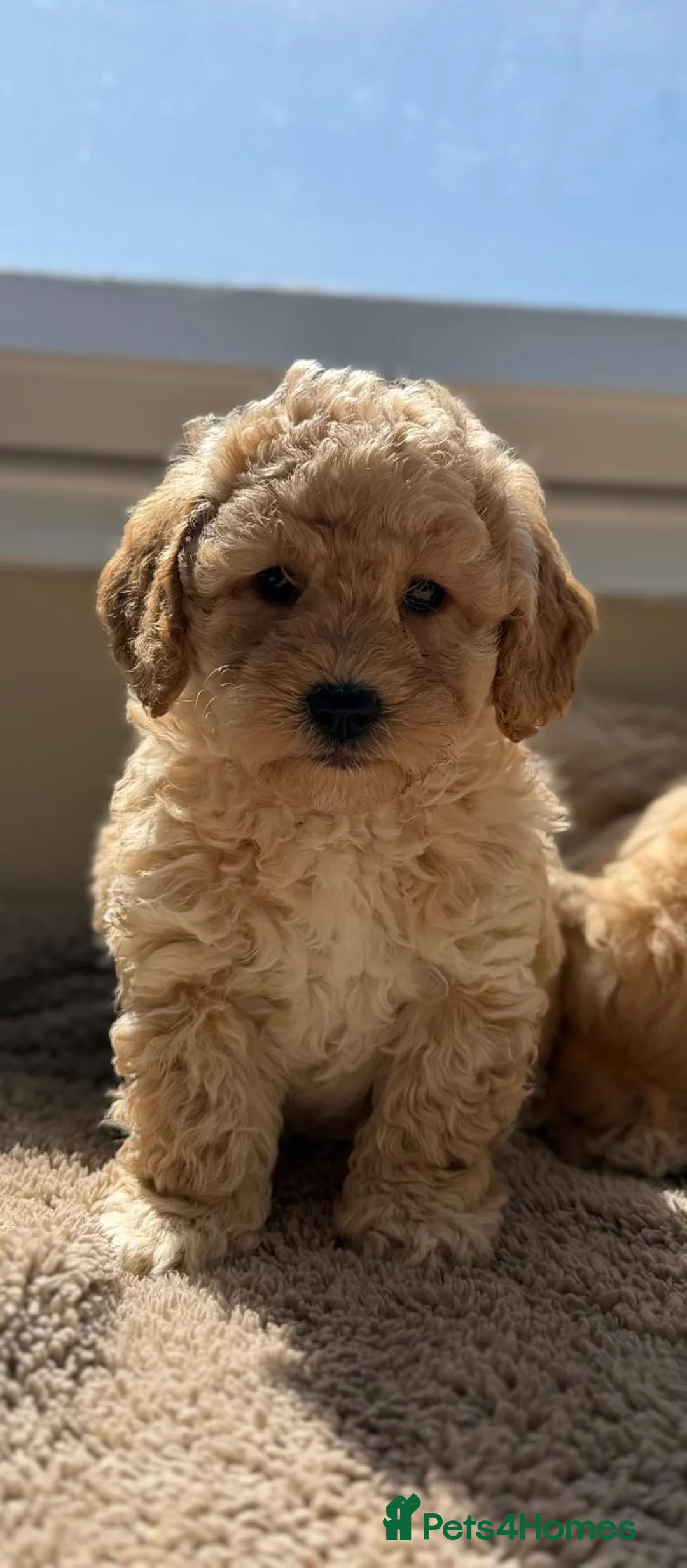 Poochon dogs for sale: Poochon F1 - Advert 4