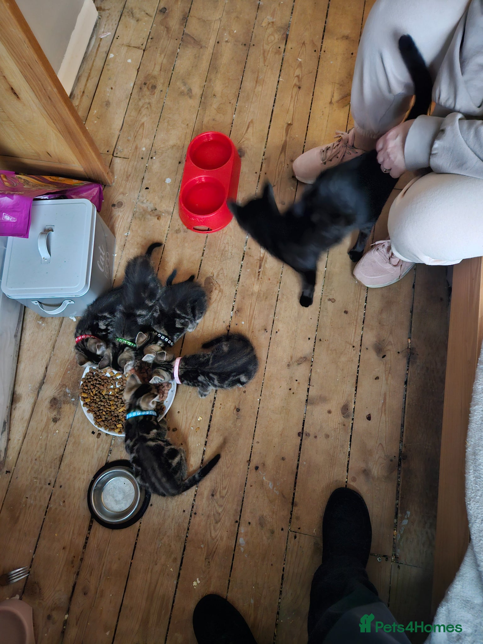 Bombay cats Bombay kittens for sale - Advert 3