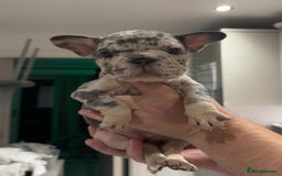 French Bulldog dogs for sale: 4 PUPPYS LEFT 🤍 French bulldog puppies 🤍 - Image 2