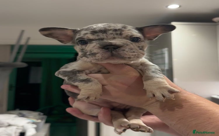 French Bulldog dogs - Advert 2