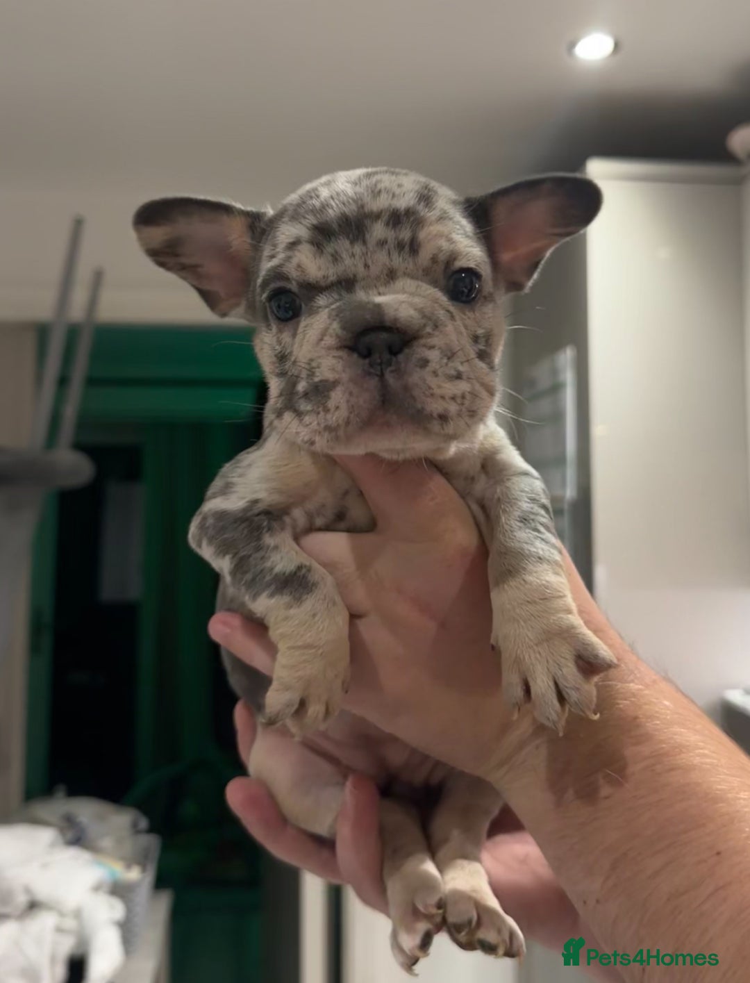 French Bulldog dogs for sale: 4 PUPPYS LEFT 🤍 French bulldog puppies 🤍 - Image 2