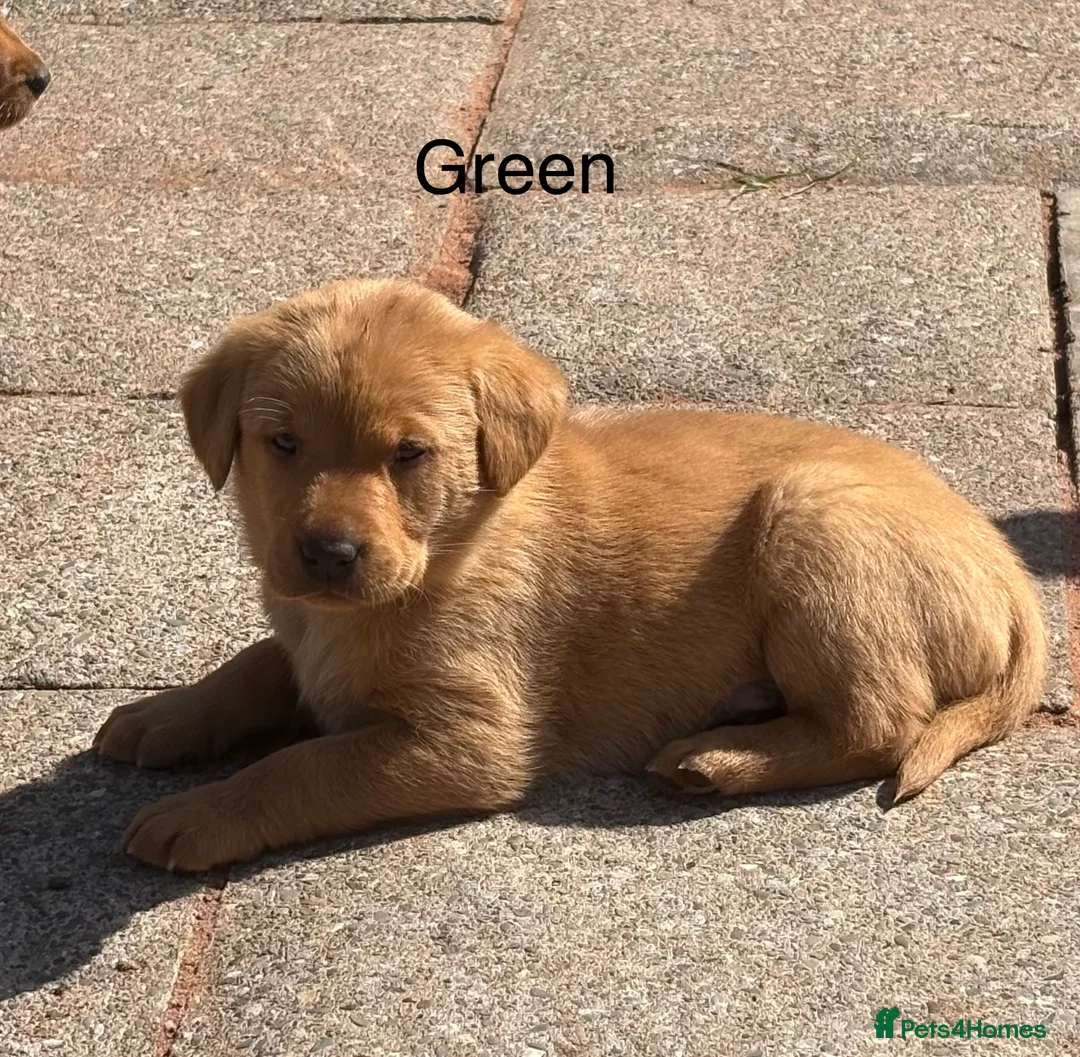 Labrador Retriever dogs for sale: Gorgeous KC  Fox Red pups for sale - Advert 1