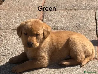 Labrador Retriever dogs Gorgeous KC Fox Red pups for sale - Advert 5