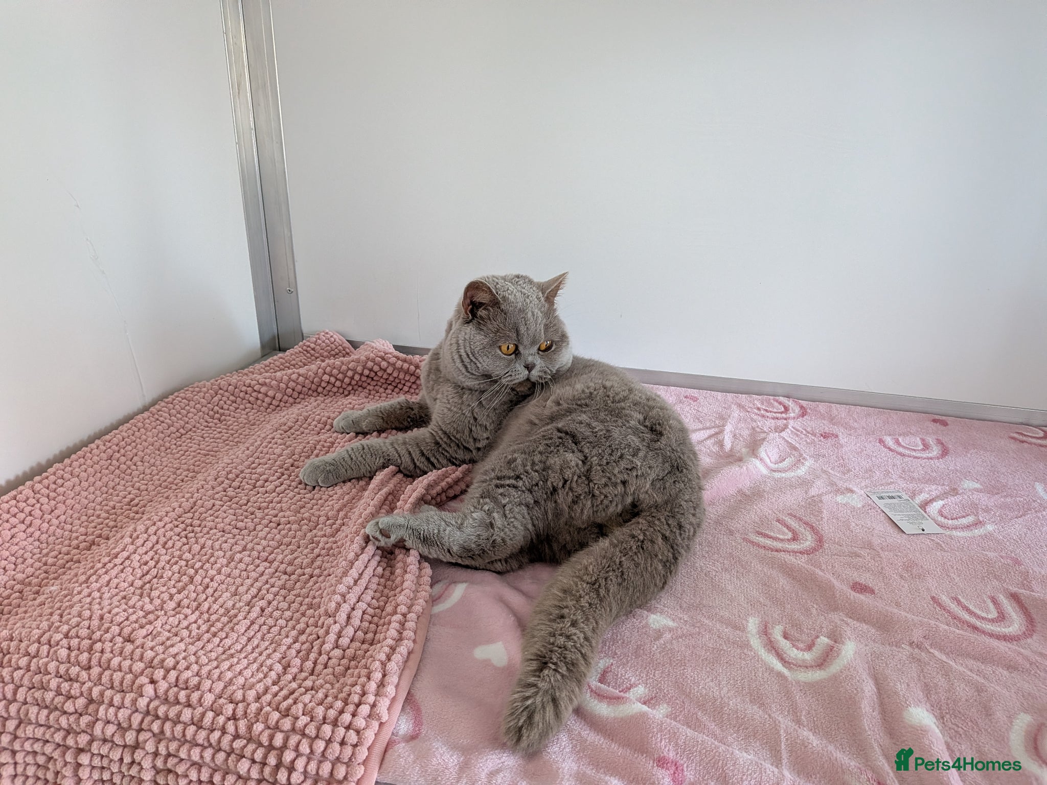 British Shorthair cats Champion lilac BSH, chocolate carrying  - Advert 12
