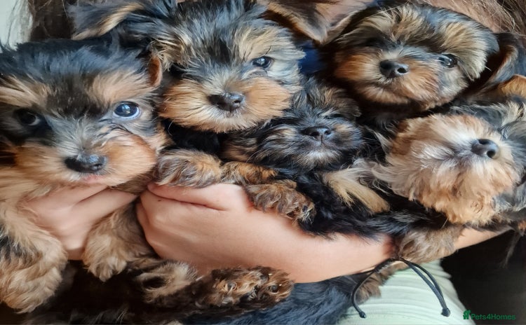 Yorkshire Terrier dogs - Advert 8