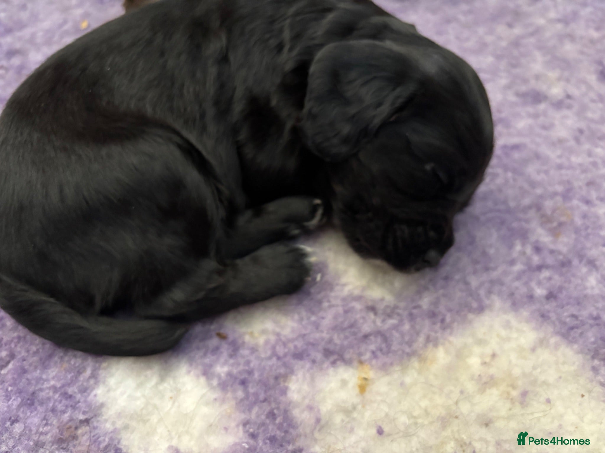 Cocker Spaniel dogs Working cocker spaniel pups - Advert 18