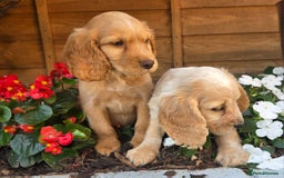 Cocker Spaniel dogs for sale: 2 beautiful working cocker spaniel pups  - Image 20