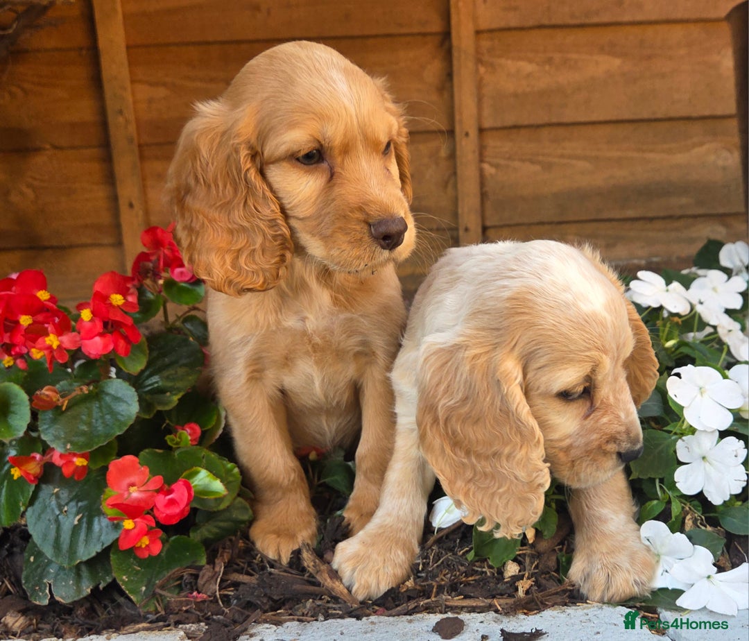 Cocker Spaniel dogs for sale: 2 beautiful working cocker spaniel pups  - Image 20