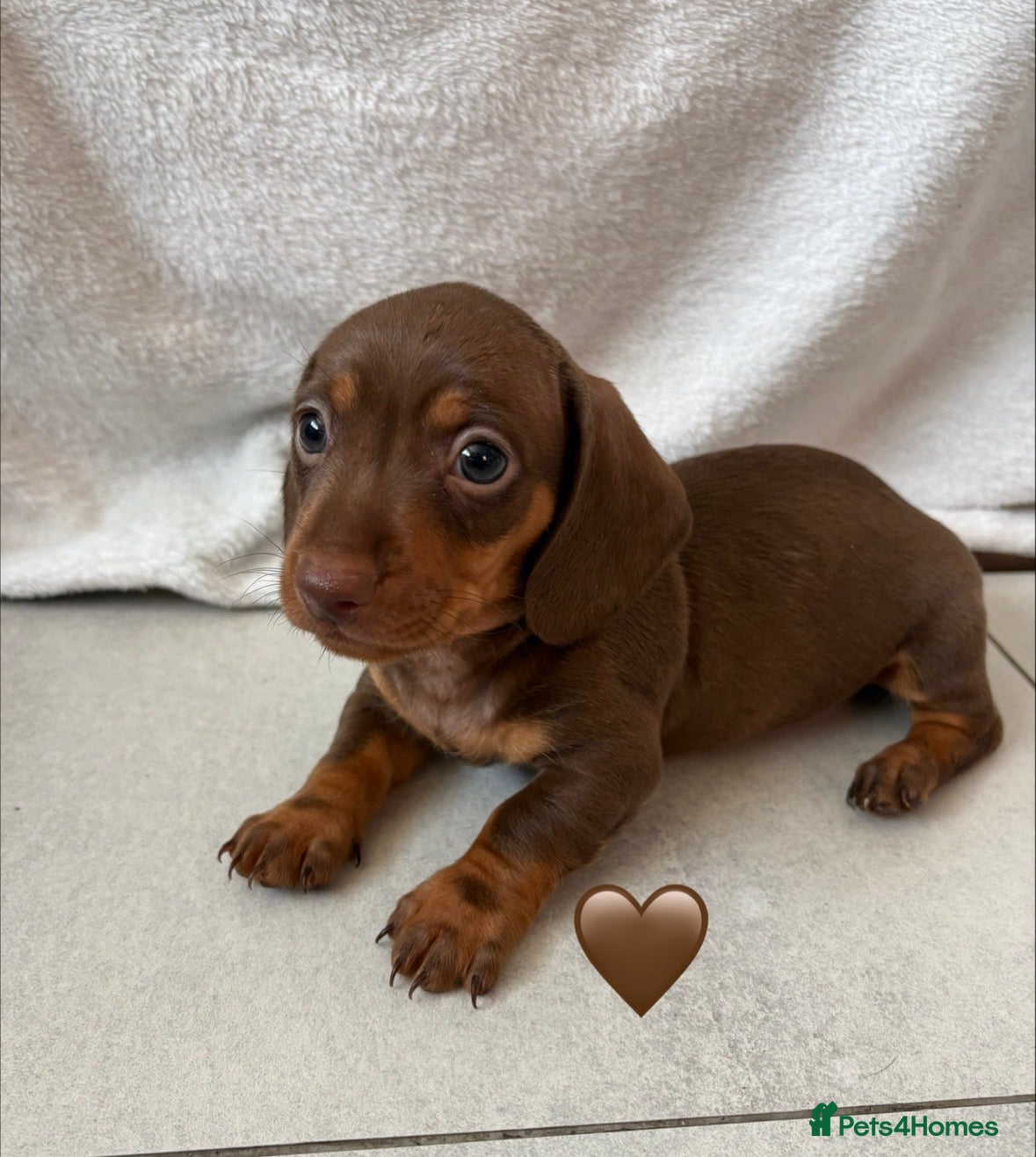 Miniature Dachshund dogs 1 Miniature Dachshund Puppy Left *Ready Now!* - Advert 6