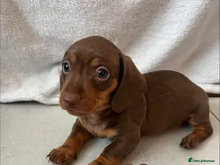 Miniature Dachshund dogs 1 Miniature Dachshund Puppy Left *Ready Now!* - Advert 6
