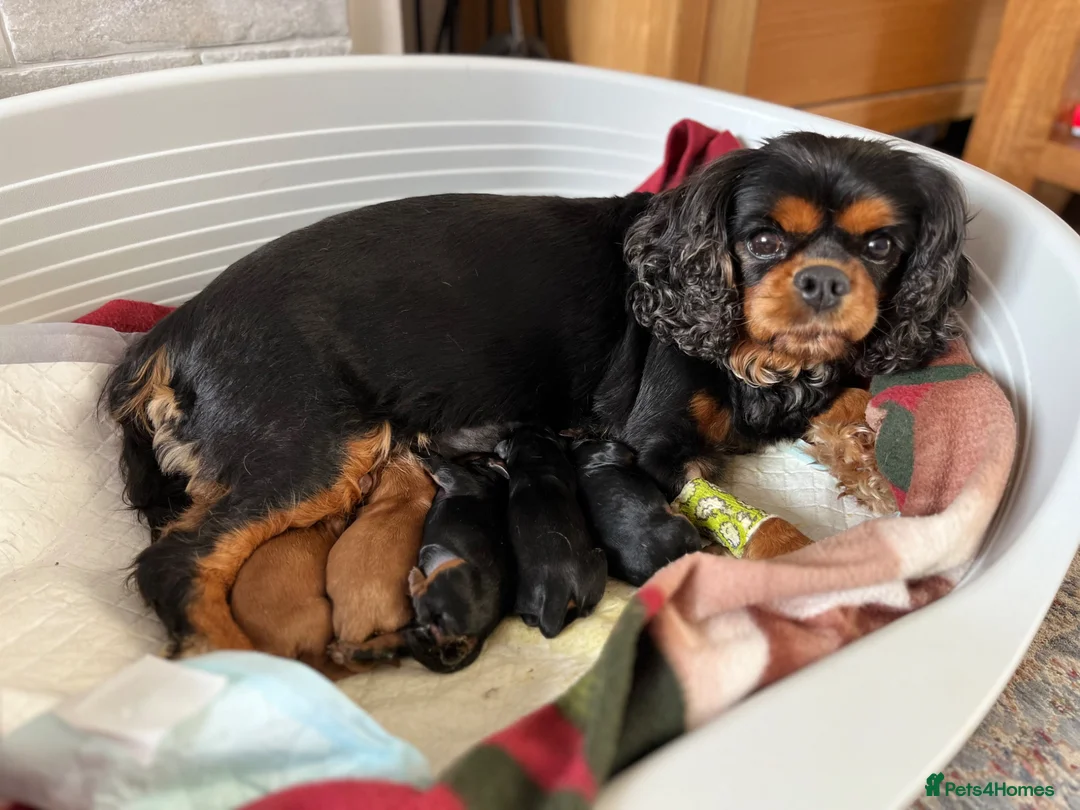 Cavapoo dogs for sale: Cavapoo puppies looking for their forever home  in Bognor Regis - Advert 1