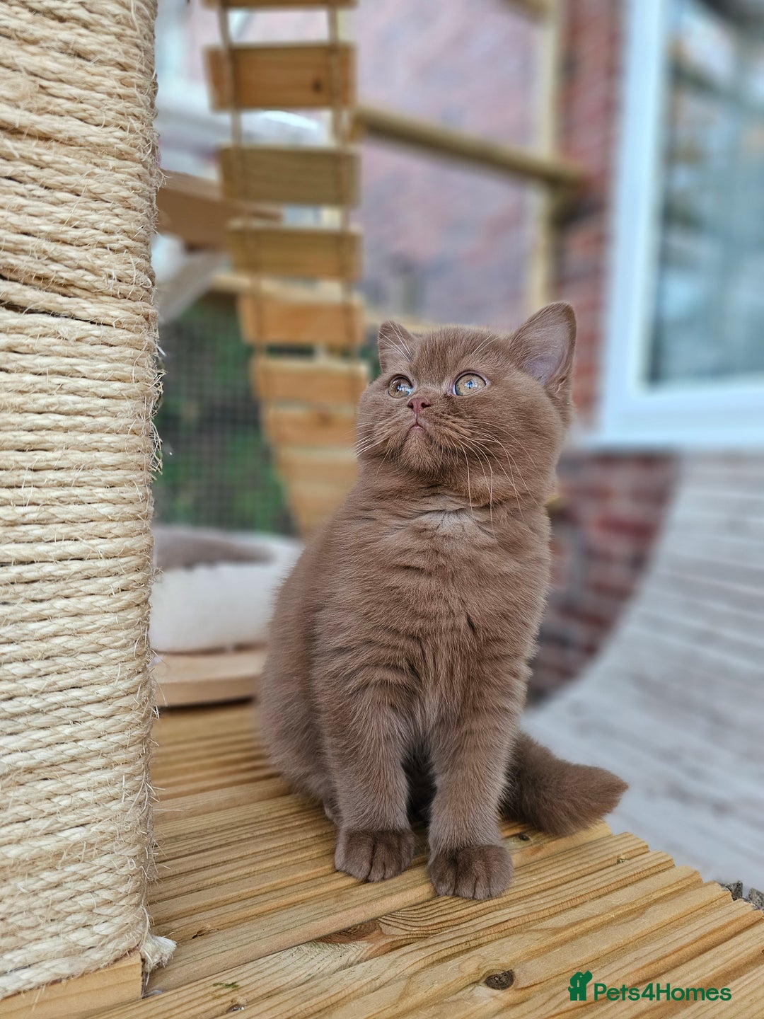 British Shorthair cats for sale: Gccf champion line rare fawn bsh kittens - Image 24