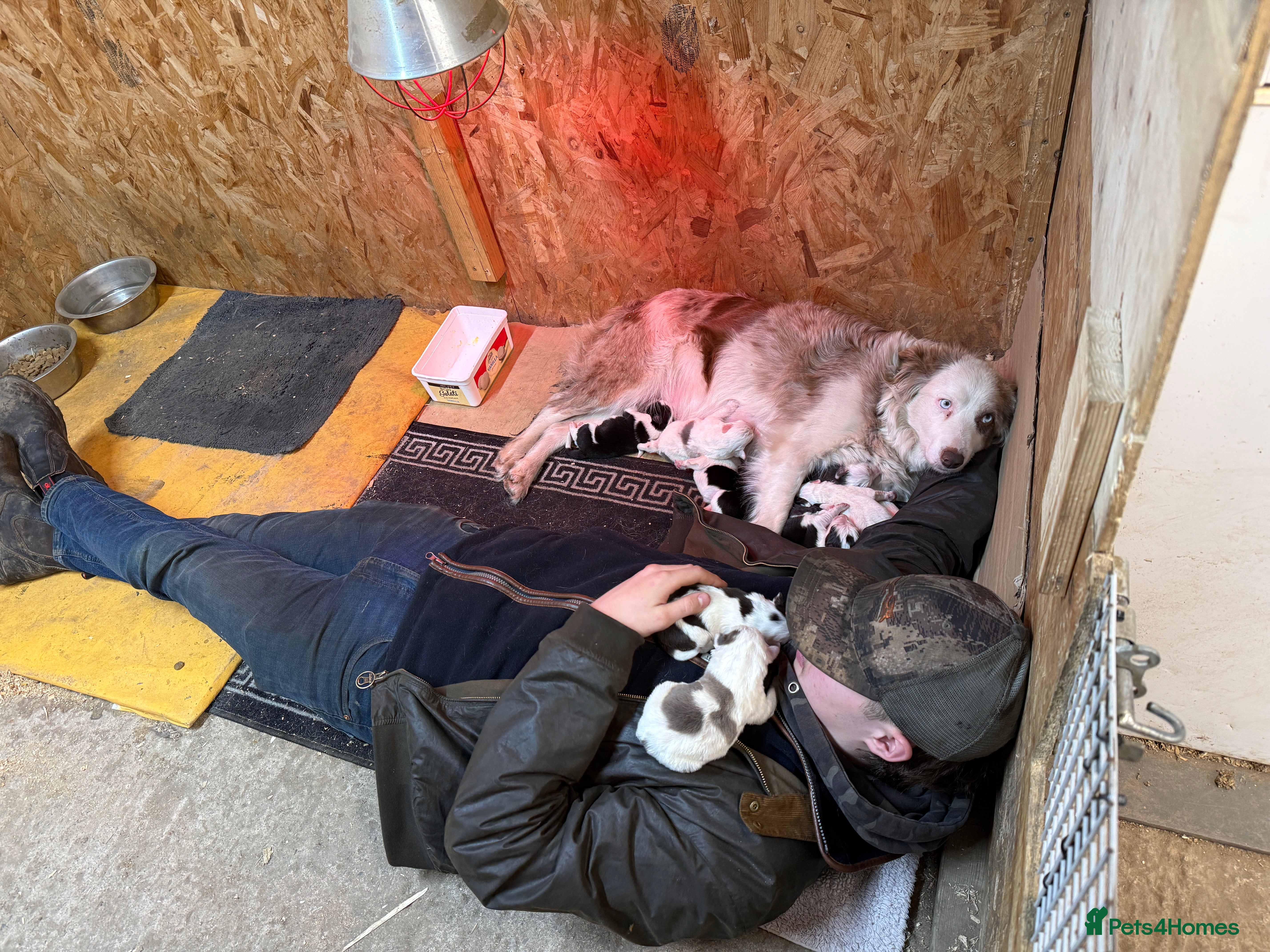 Border Collie dogs Red Merle and red- black and white border collies - Advert 16