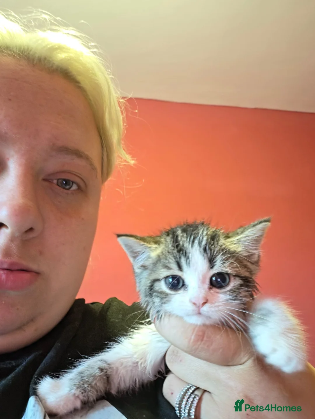 Mixed Breed cats for sale: 3 gorgeous kittens - Advert 5