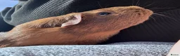 Guinea Pig rodents for sale: Daisy & Poppy, Female Guinea Sisters (2yo in June) in Cowbridge - Advert 2