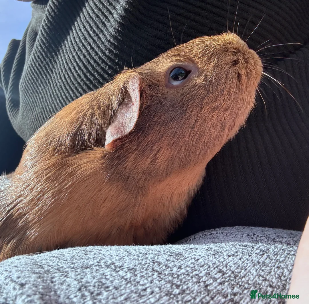 Guinea Pig rodents for sale: Daisy & Poppy, Female Guinea Sisters (2yo in June) in Cowbridge - Advert 2