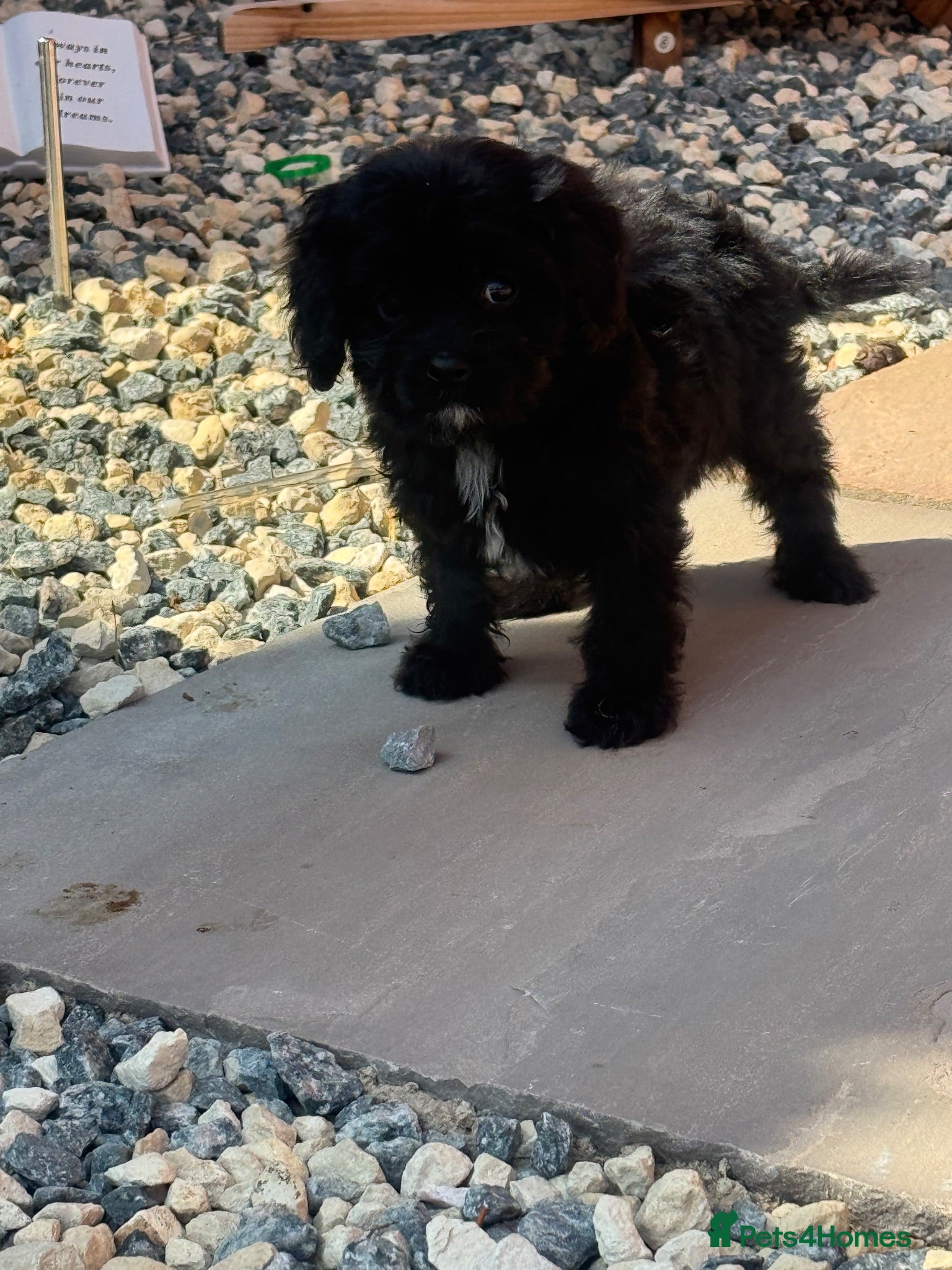 Cavapoo dogs READY NOW!!!Beautiful Cavapooh’s  - Advert 2