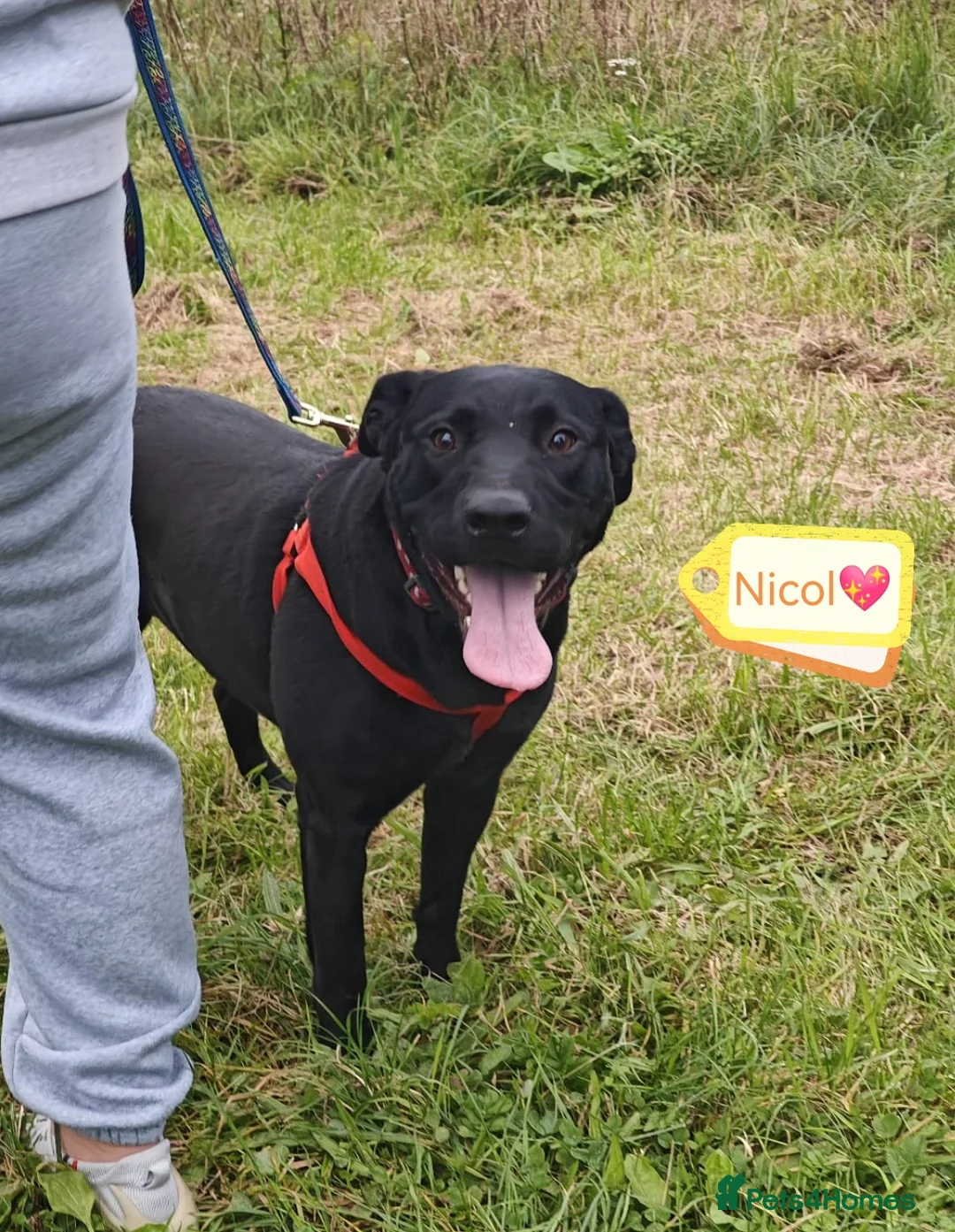 Mixed Breed dogs for adoption: 💖🐶 NICOL 🐶💖 - Advert 1