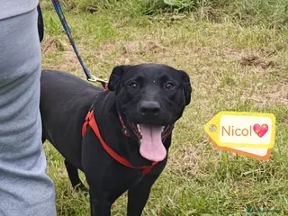 Mixed Breed dogs 💖🐶 NICOL 🐶💖 - Advert 2