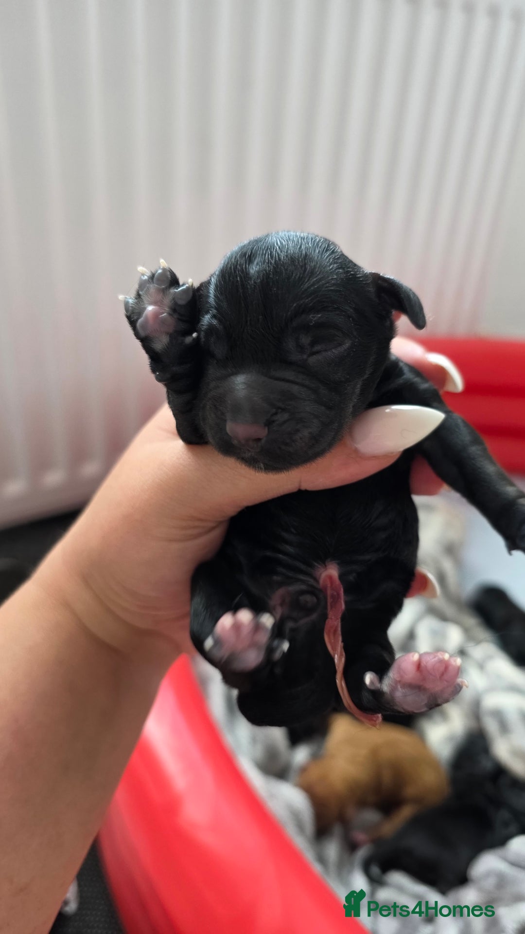Cocker Spaniel dogs for sale: Cocker Spaniel pups - Image 7
