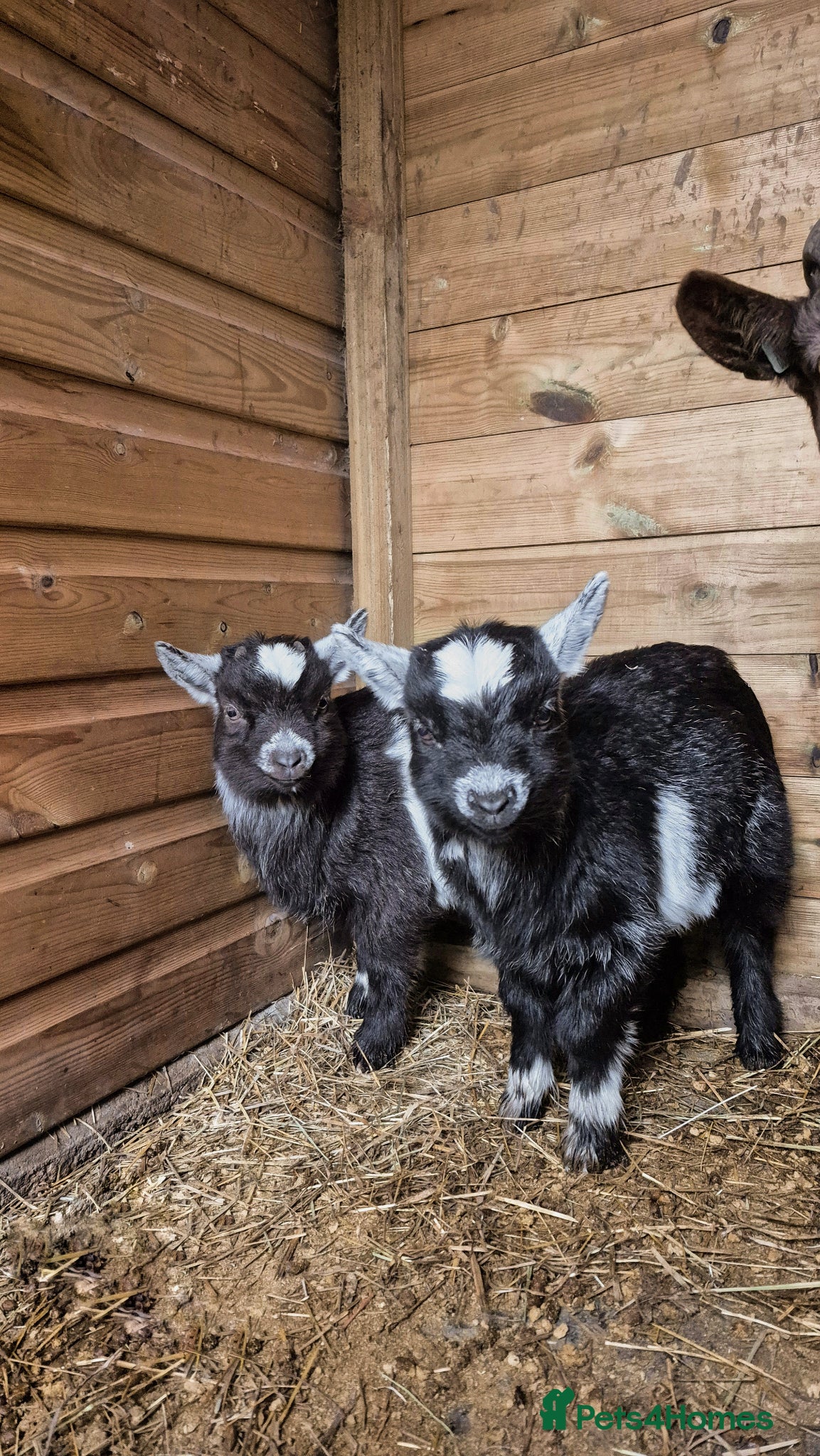 Goats livestock Beautiful pygmy goat twins, male and female - Advert 18