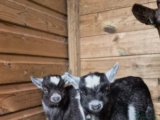 Goats livestock Beautiful pygmy goat twins, male and female - Advert 18