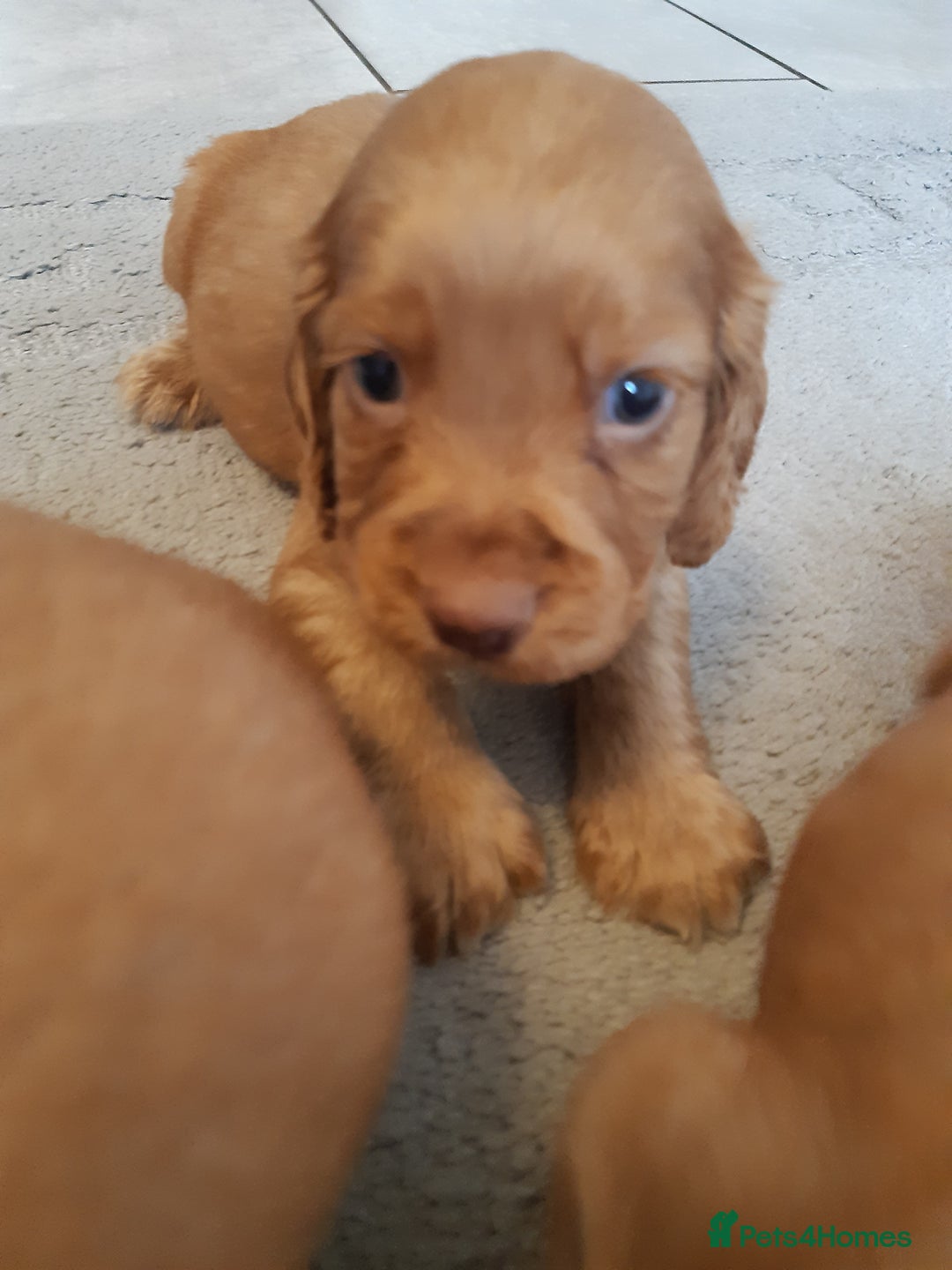 Cocker Spaniel dogs for sale: Kc reg cocker spaniels ready 17th Aug - Image 38