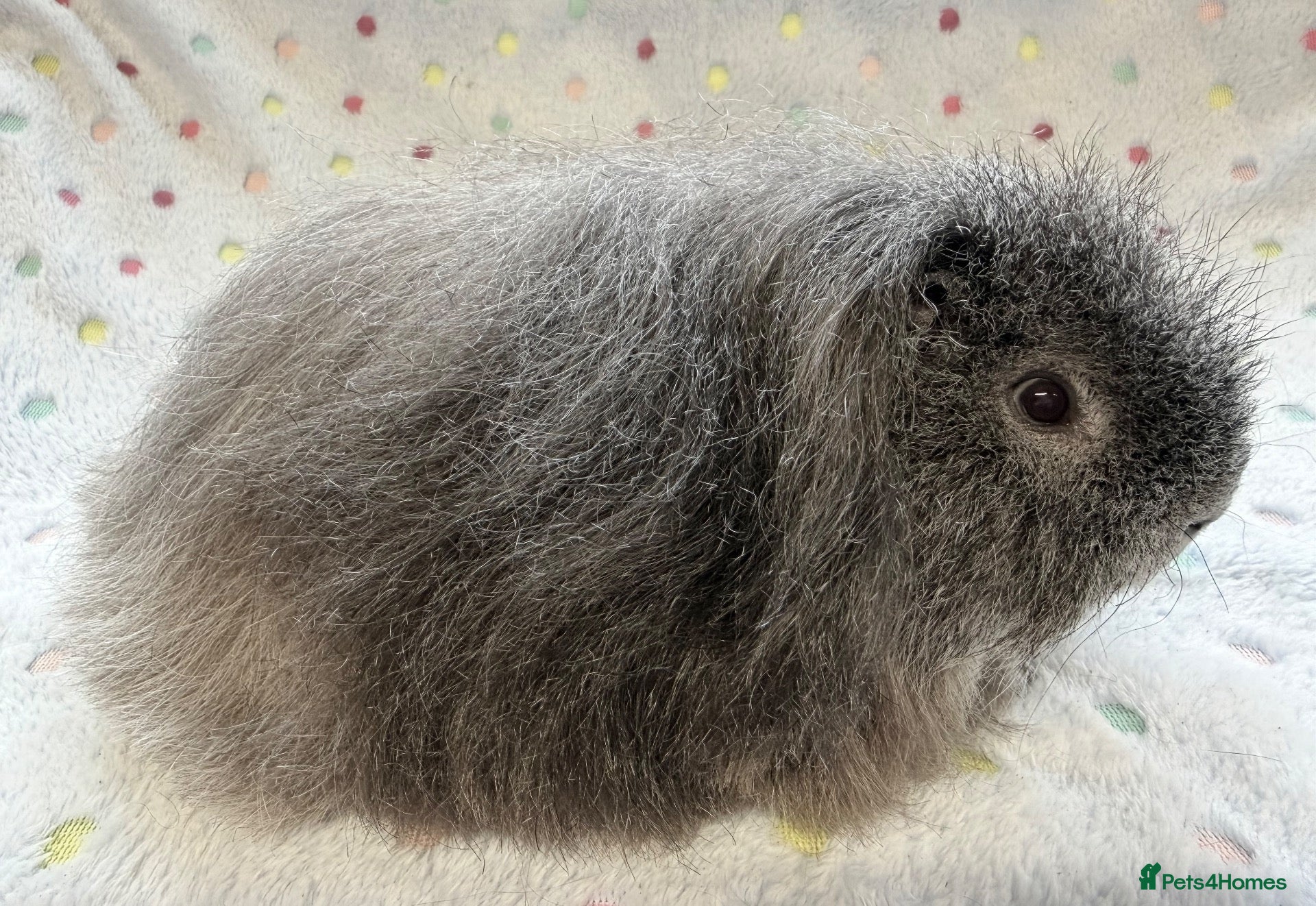Guinea Pig rodents Very handsome Texel boar  - Advert 13
