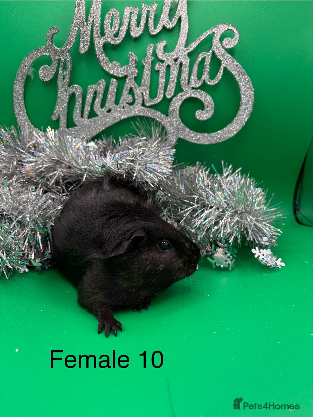 Guinea Pig rodents for sale: Beautiful female guinea pigs  - Advert 1