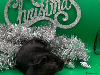 Guinea Pig rodents Beautiful female guinea pigs - Advert 20