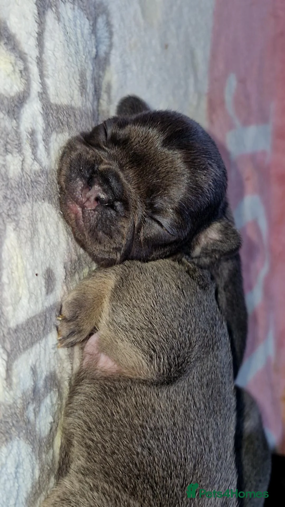 French Bulldog dogs for sale: Frenchie 🐾🐾 last little girl  - Advert 5