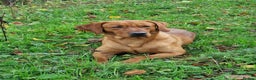 Labrador Retriever dogs for stud: Stunning Fox Red Labrador at stud  in Gloucester - Advert 10
