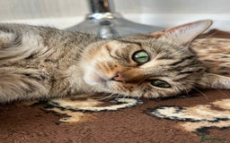 Domestic Shorthair cats for sale: Cat/ Donation - Image 1