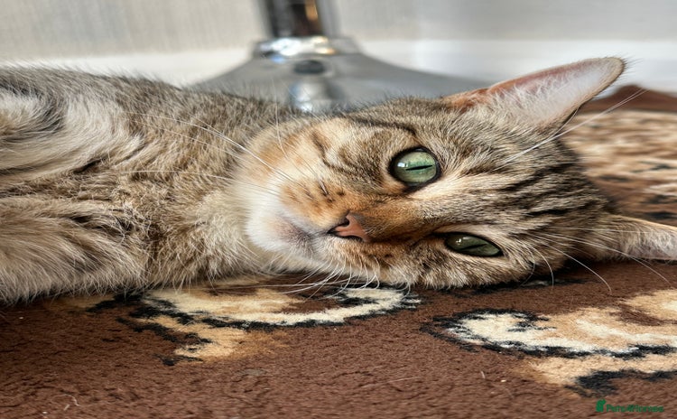 Domestic Shorthair cats - Advert 2