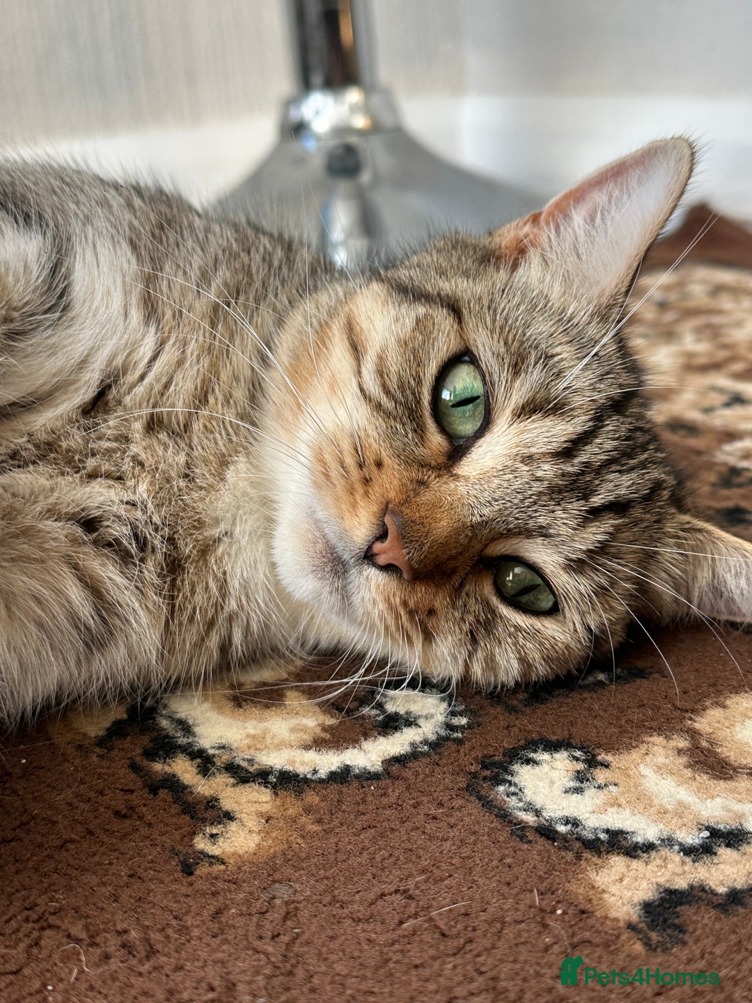 Domestic Shorthair cats for sale: Cat/ Donation - Image 1