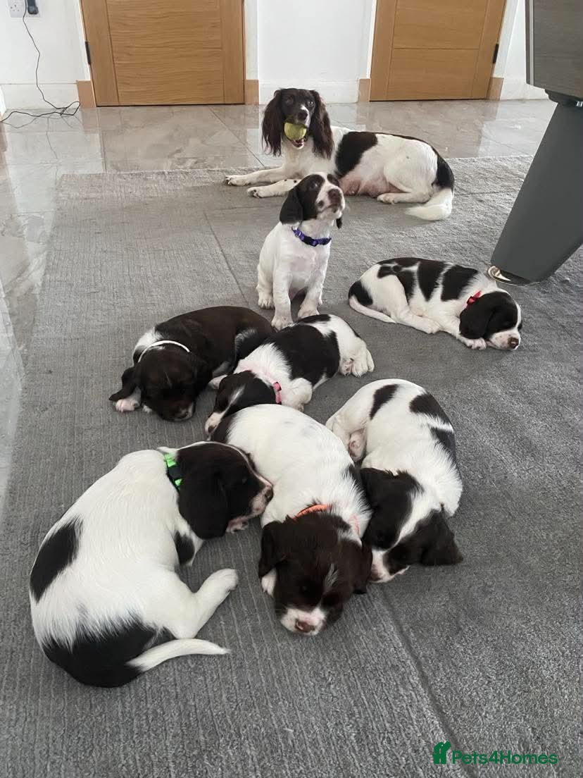 English Springer Spaniel dogs Gorgeous Family-Raised Springer Spaniel Puppies - Advert 1