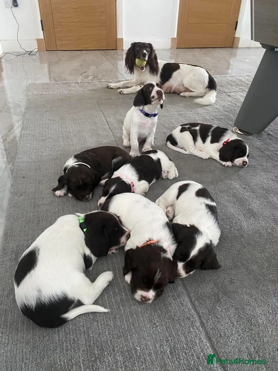 English Springer Spaniel dogs for sale: Gorgeous Family-Raised Springer Spaniel Puppies - Advert 1