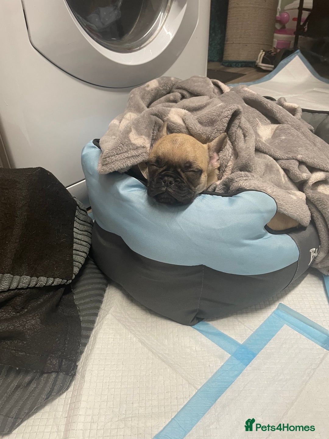 Frug dogs for sale: 10 week old puppy for sale - Image 4
