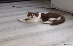 British Shorthair cats for stud: Tica reg Cinnamon bi colour stud  - Advert 2