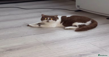 British Shorthair cats Tica reg Cinnamon bi colour stud  - Advert 1