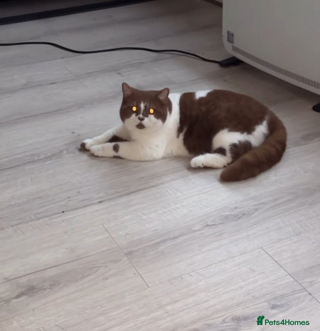 British Shorthair cats for stud: Tica reg Cinnamon bi colour stud  - Advert 2