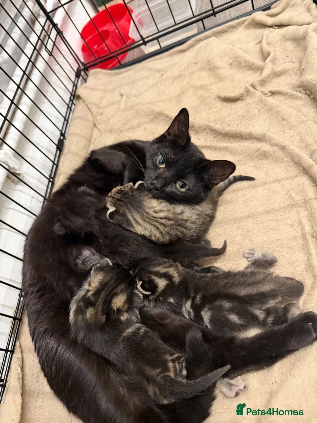Mixed Breed cats for sale: 4 beautiful kittens for sale  - Advert 1