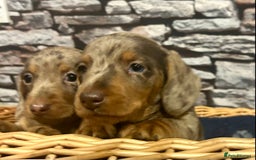 Miniature Dachshund dogs for sale: Stunning Miniature Smooth Dachshund - Image 15