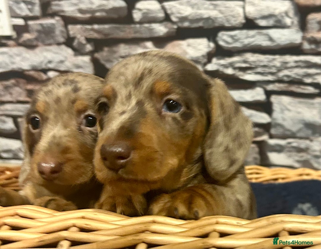 Miniature Dachshund dogs for sale: Stunning Miniature Smooth Dachshund - Image 15