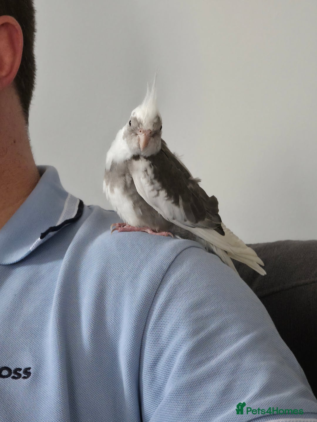Cockatiels birds for sale: 6 month old male cockatiel with full setup - Advert 2