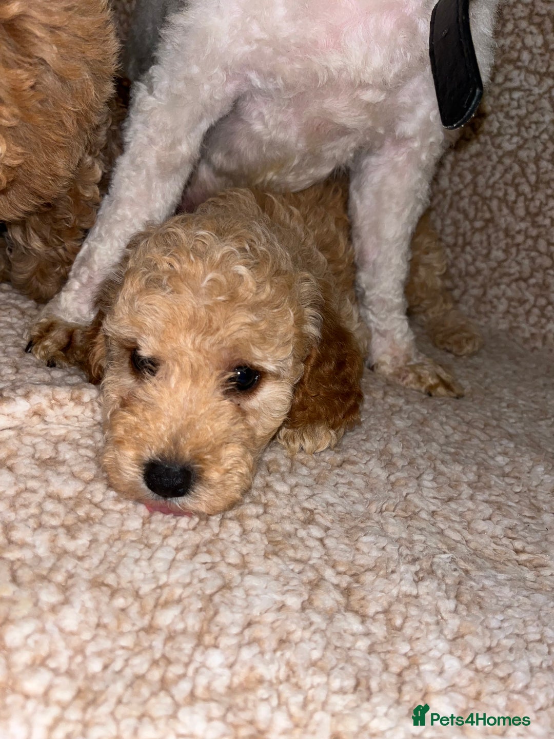 Cavapoochon dogs for sale: Beautiful cavapoochon baby’s  - Advert 15