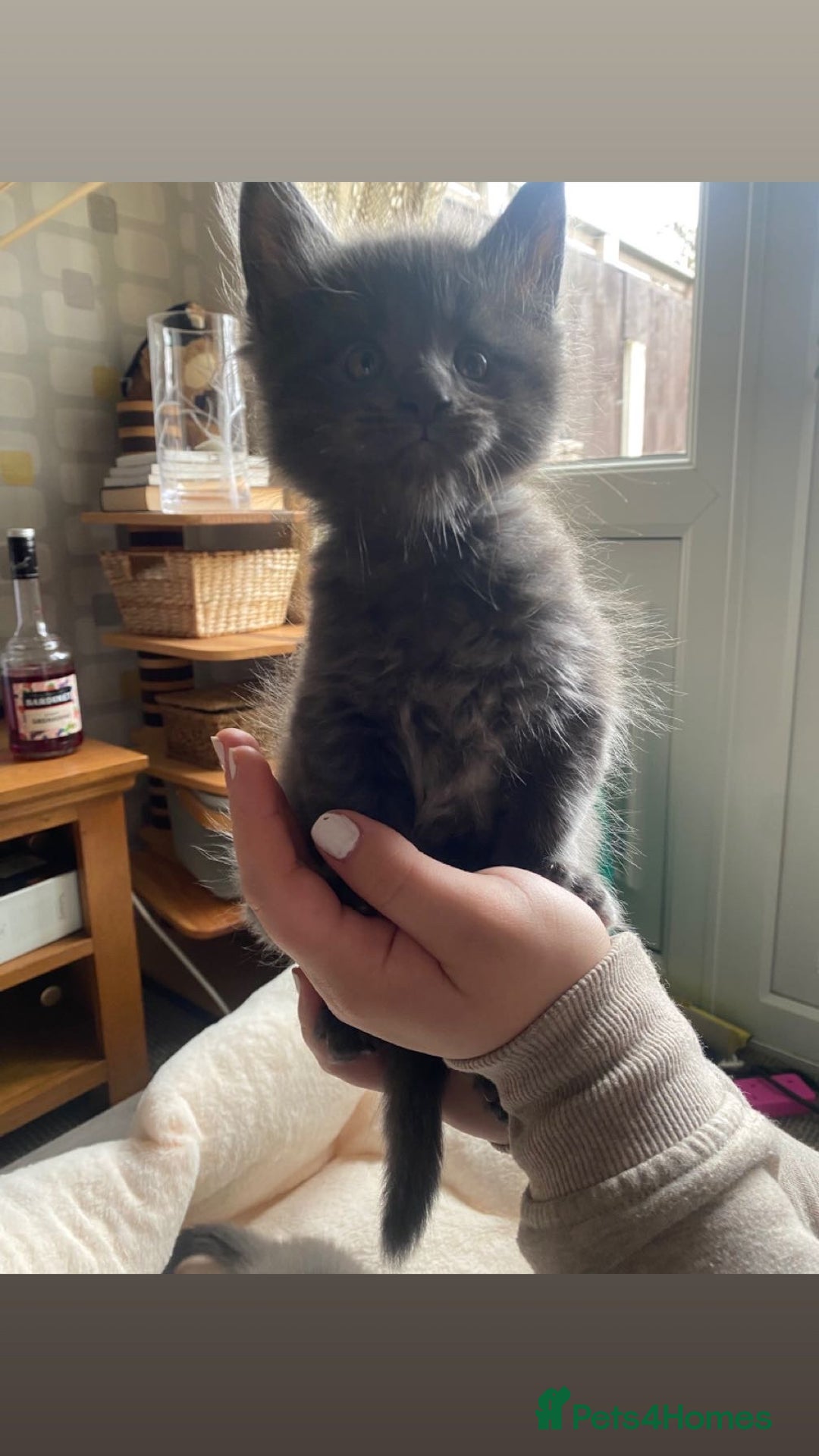 Maine Coon cats for sale: Maine Coon kittens  - Image 9
