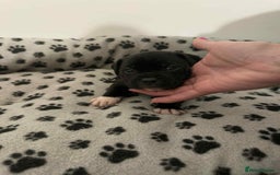 Staffordshire Bull Terrier dogs for sale: Champion lines Staffordshire Bull terrier puppies - Image 12