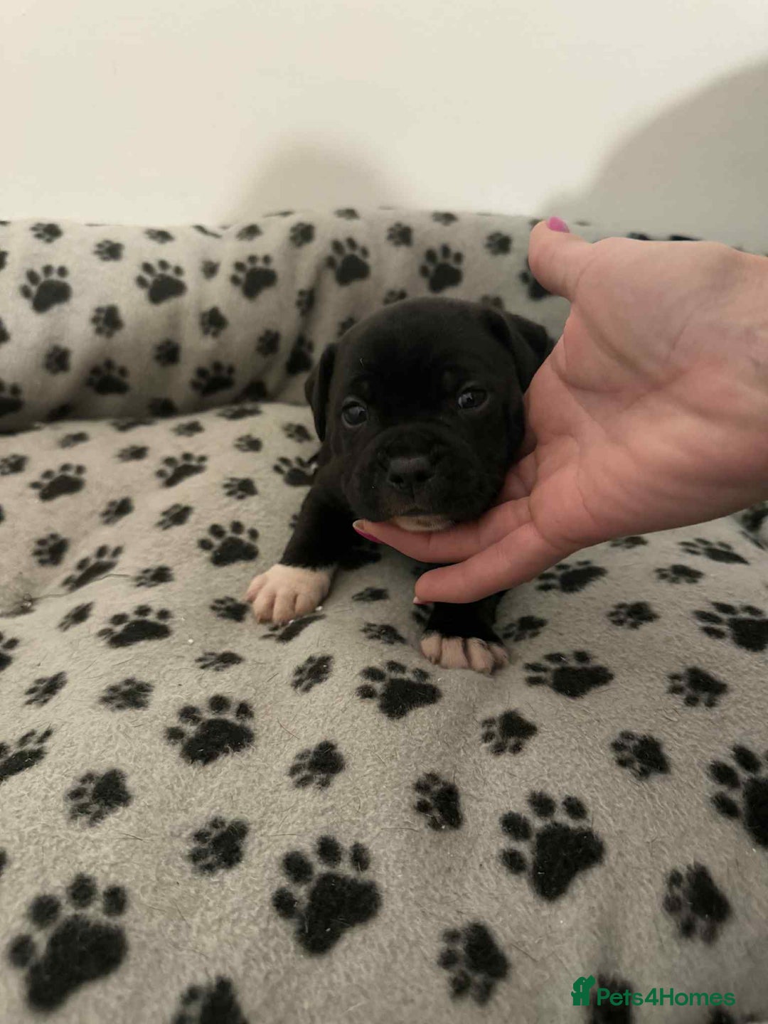 Staffordshire Bull Terrier dogs for sale: Champion lines Staffordshire Bull terrier puppies - Image 12